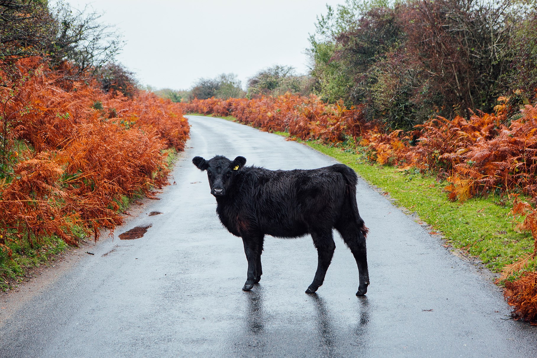 Dartmoor - Image Gallery 9